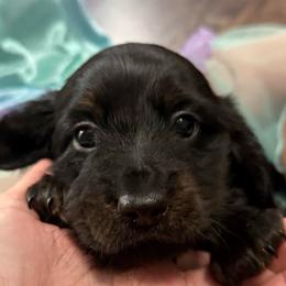 Beau - Black and tan male Dachshund puppy in Boyd, Texas from R&R Animal Farm