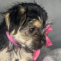 Biewer Terrier, Companion Cross, and Morkie Puppies from Puppy Boutique