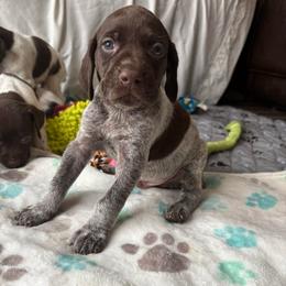Boy 1 - Liver roan male German Shorthaired Pointer puppy in Troy, North Carolina from Uwharrie GSP