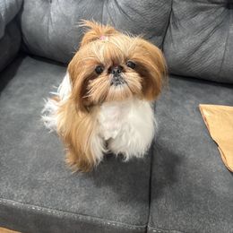 Boop - Shih Tzu