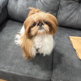 Boop - Shih Tzu