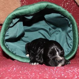 Munchkin - Black male Cocker Spaniel puppy in Hickory, North Carolina from Home Grown Cocker Spaniels