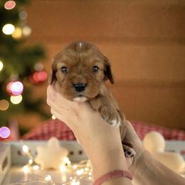 Duke - Ruby male Cavalier King Charles Spaniel puppy in Gonzales, Texas from Veach Cavaliers & Farm