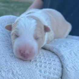 Navy collar - Gold male Border Collie puppy in Graceville, Florida from Fire N Arrows Border Collies