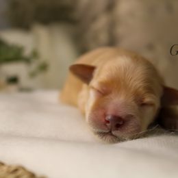 Green collar - Merle female Schnoodle puppy in Plattsburgh, New York from Adirondack Poodles Goldendoodles,Bernedoodles & Schnoodles