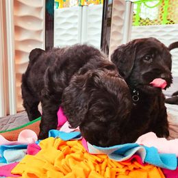 Goldendoodle Puppies from Lucky's Doodlez