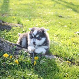 Pomsky Puppies from Paris Pomskies