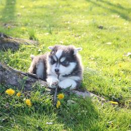 Pomsky Puppies from Paris Pomskies