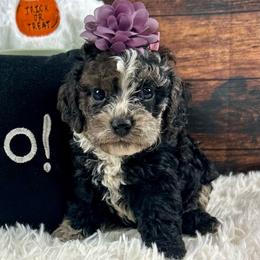 Mary - Brown white and tan female Cockapoo puppy in Lancaster, Missouri from Cavapoo Acres