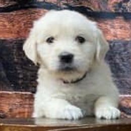 Golden Retriever and Labrador Retriever Puppies from Abels Envy Retrievers