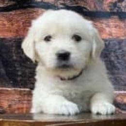 Golden Retriever and Labrador Retriever Puppies from Abels Envy Retrievers