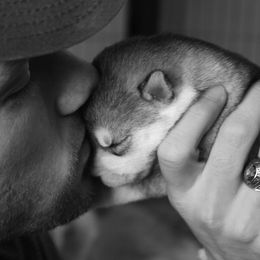 Siberian Husky Puppies from TreeLine Siberians