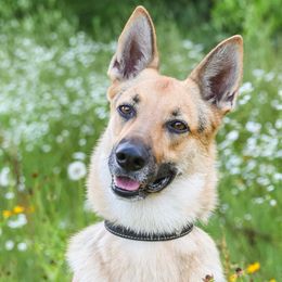 Nora Jones - German Shepherd