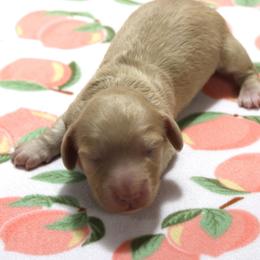 Tatum - Cream male Dachshund puppy in Staley, North Carolina from Langley Farms Dachshunds