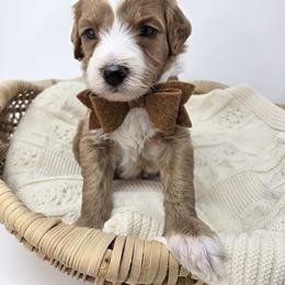Boy 1 - Red  male Goldendoodle puppy in Leander, Texas from Doodle Doula