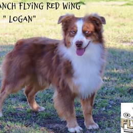 Logan - Miniature Australian Shepherd