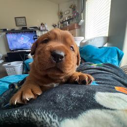 Fox red male - Yellow male Labrador Retriever puppy in Edgewood, New Mexico from Pageant Paws LLC