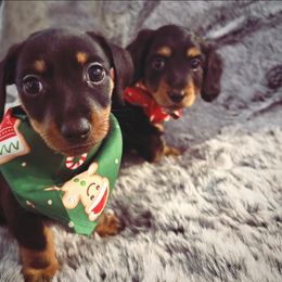 Dachshund Puppies from JP's South Texas Dachshunds
