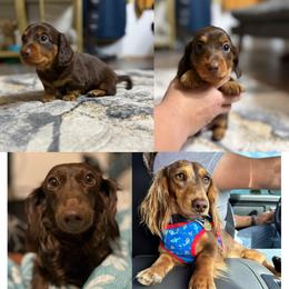 Reese - AKC - Chocolate and tan male Dachshund puppy in Sterling, Colorado from Country Chics Doxies