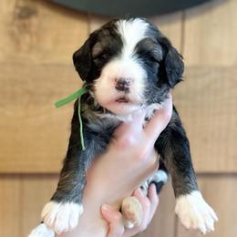 Domino - Black and white female Sheepadoodle puppy in Danville, Indiana from Marley’s Doodle Ranch