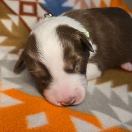 Cinnamon - Red tri-color female Australian Shepherd puppy in Russellville, Kentucky from Page Family Homestead