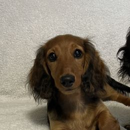 Dachshund Puppies from Miniature Dreams Dachshunds
