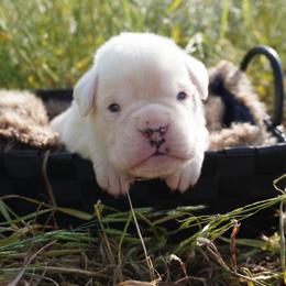 Tito - White male Boxer puppy in Russellville, Missouri from Soaring Royalty Canines LLC