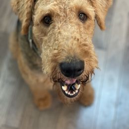 Airedale Terrier All Grown Up from RiverRun Terriers