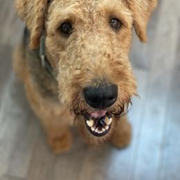 Airedale Terrier All Grown Up from RiverRun Terriers