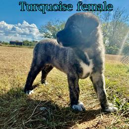 Girl 4 - female Anatolian Shepherd Dog puppy in Kemp, Texas from Lively Acres Anatolians