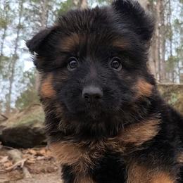 Orange Collar - Male - Black and red male German Shepherd puppy in Charlotte, North Carolina from Zuflucht K9s
