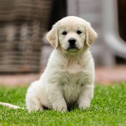 Golden Retriever puppies from Coconut Cream Goldens
