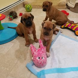 Rhodesian Ridgeback Puppies from Lyonnese Rhodesian Ridgebacks- Debbie Holly