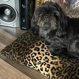 Shih Tzus from Tedras Tasteful Events