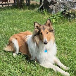 Cinch - Collie