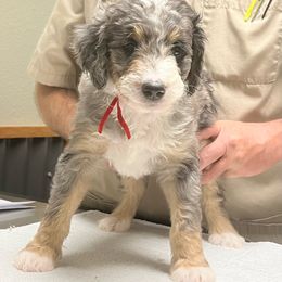 Boy 2 - Aussiedoodle puppy from Bella Ridge Farms & Dapper Doodles