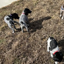 German Shorthaired Pointers from BadboysGSPS
