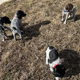 German Shorthaired Pointers from BadboysGSPS