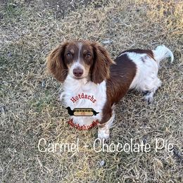 Carmel - Dachshund