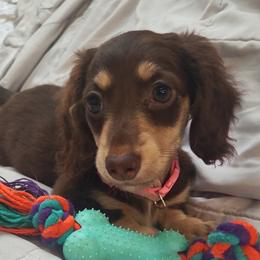Madison - Dachshund
