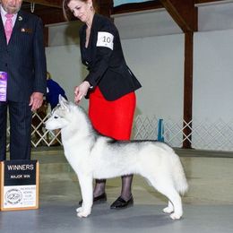 Jersey - Siberian Husky