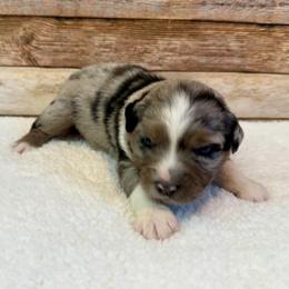 Wren - Blue merle female Miniature Australian Shepherd puppy in Midway, Texas from L Bar W Aussie Ranch