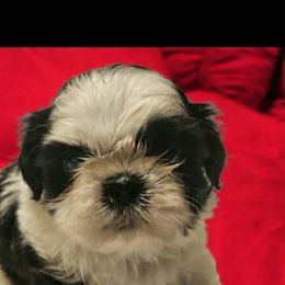 Lulu's Purple collar girl - Black and white female Shih Tzu puppy in Woodsfield, Ohio from ROSE LANE SHIH TZUS
