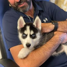 Siberian Husky Puppies from Milly's Showline Pets