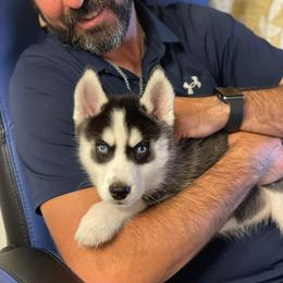 Siberian Husky Puppies from Milly's Showline Pets