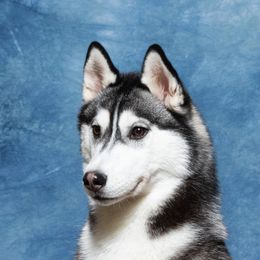 Sauni - Siberian Husky