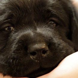 Labrador Retrievers from Pendragon Labradors