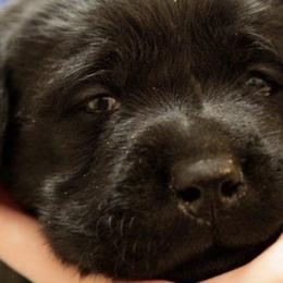 Labrador Retrievers from Pendragon Labradors