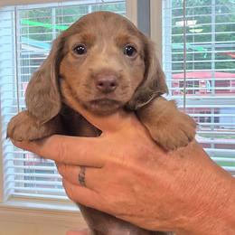 Mila - Fawn (Isabella) female Dachshund puppy in Homosassa, Florida from Foxies Doxies