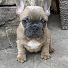 French Bulldog Puppies from Yellowstone Frenchies